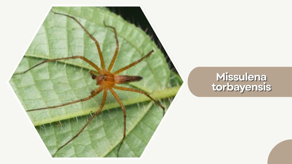 Missulena torbayensis