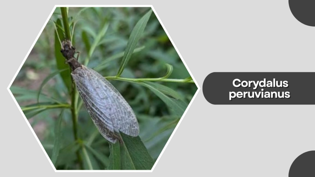 Corydalus peruvianus