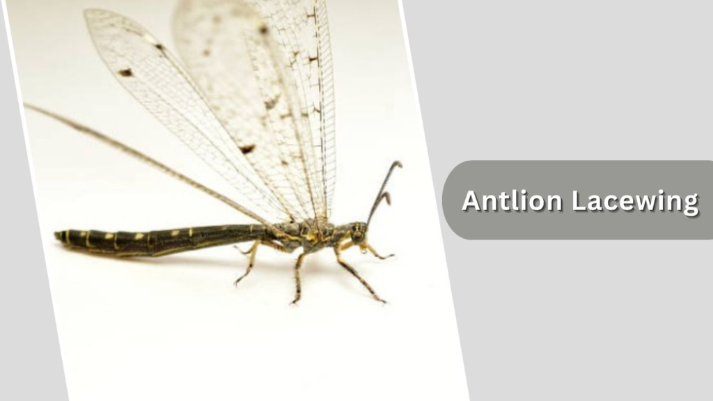 Antlion Lacewing