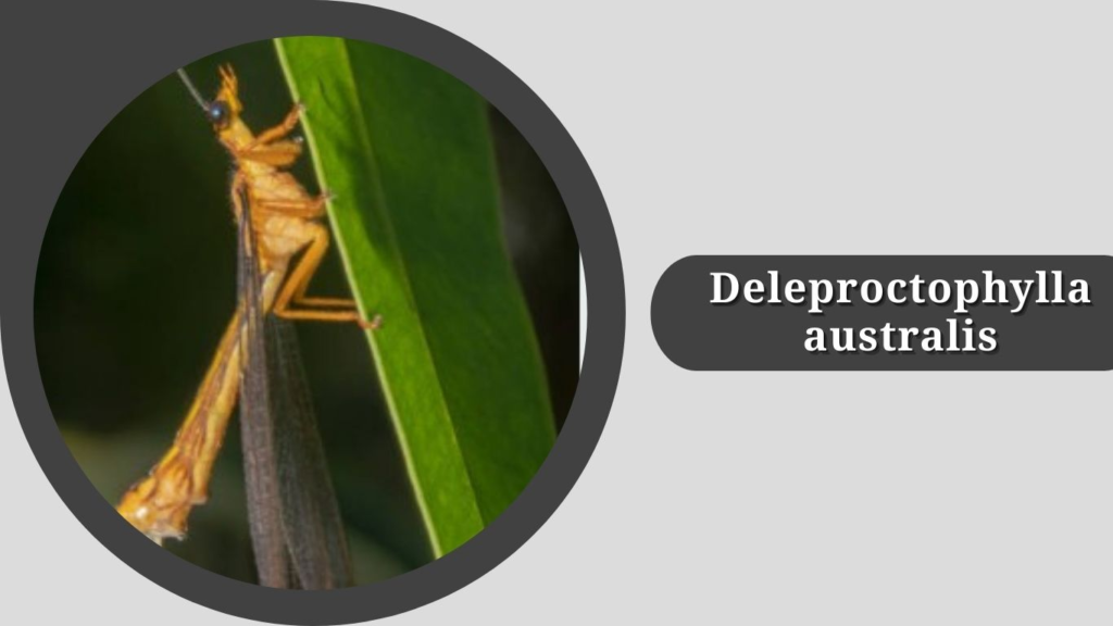 Deleproctophylla australis