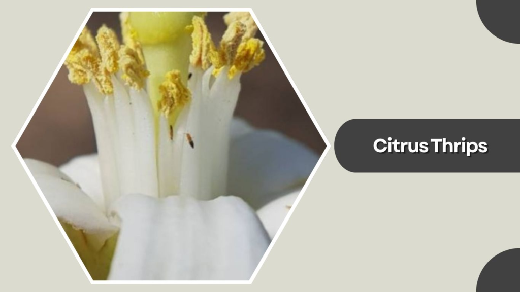 Citrus Thrips