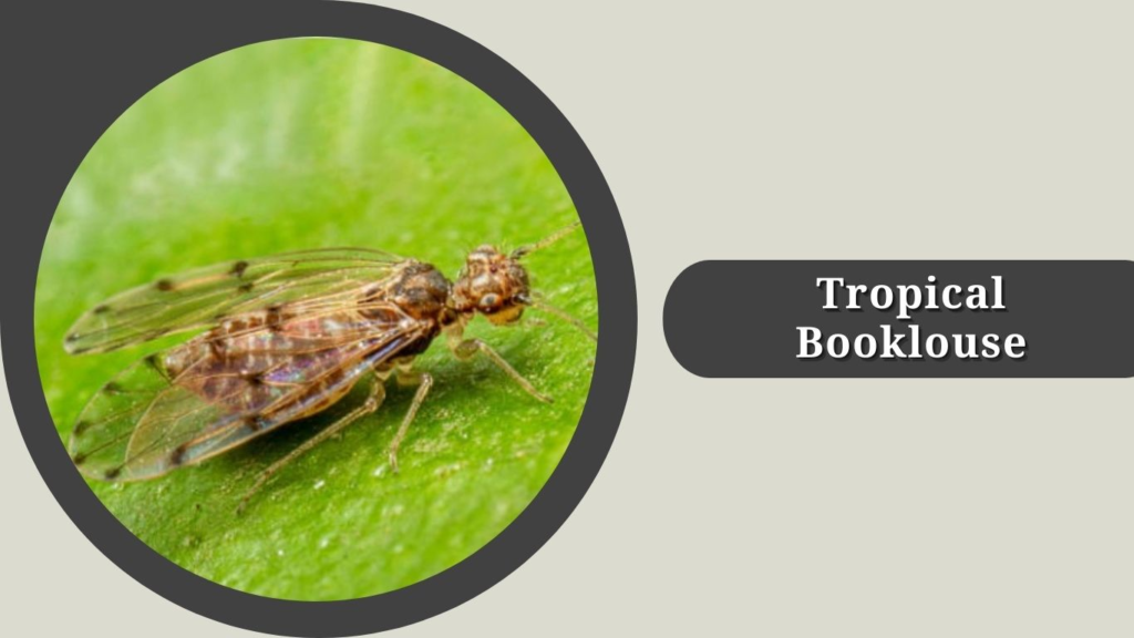 Tropical Booklouse