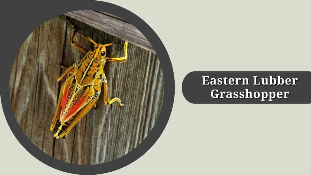 Eastern Lubber Grasshopper