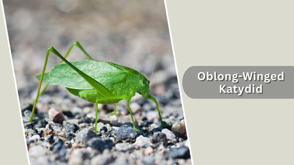 Oblong-Winged Katydid