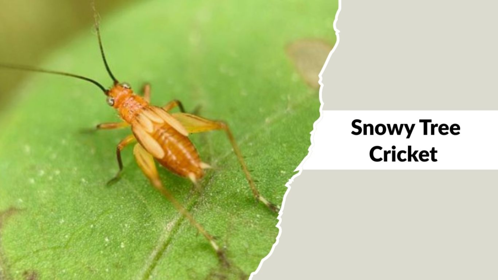 Snowy Tree Cricket