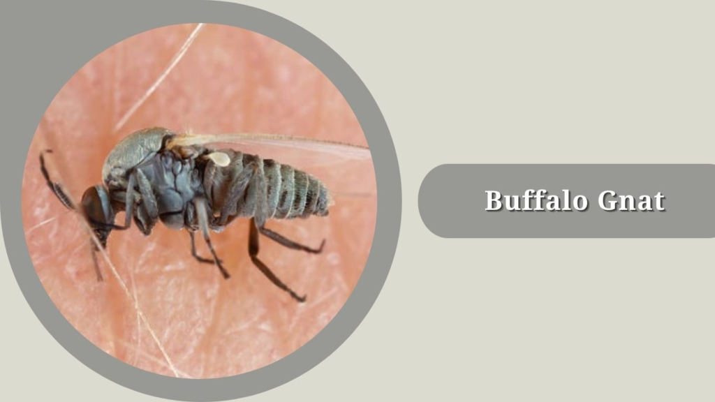 Buffalo Gnat