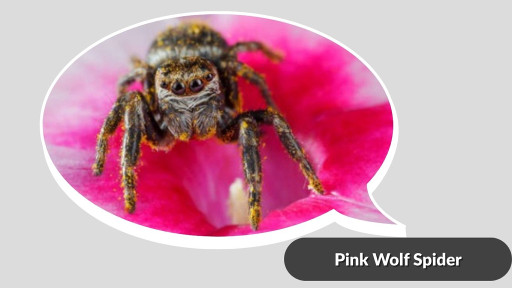 Pink Wolf Spider