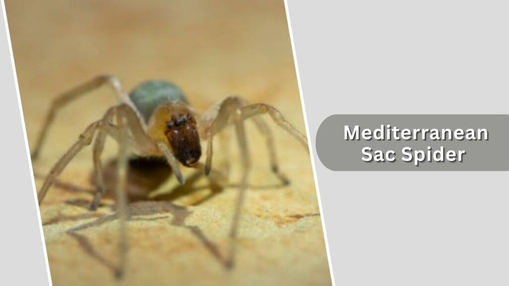 Mediterranean Sac Spider