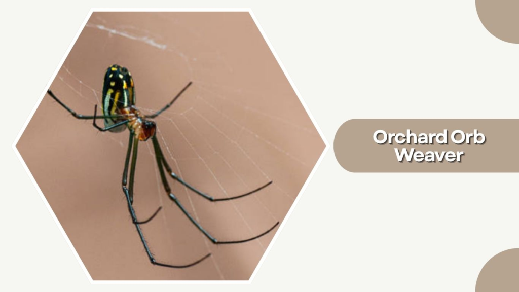 Orchard Orb Weaver