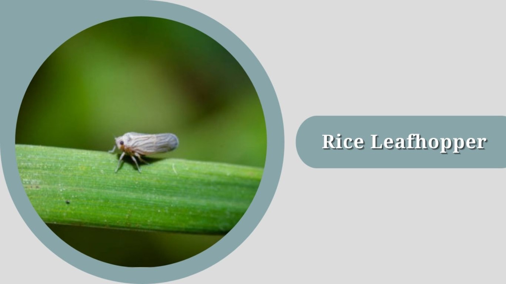 Rice Leafhopper