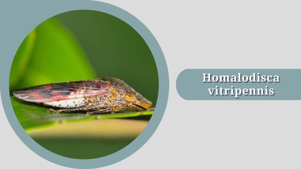 Homalodisca vitripennis