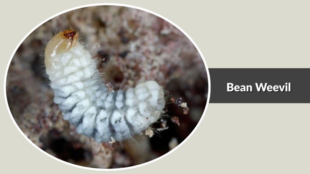 Bean Weevil