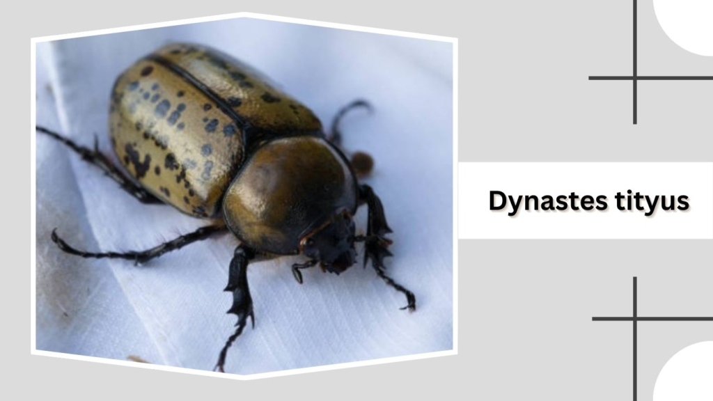 Dynastes tityus