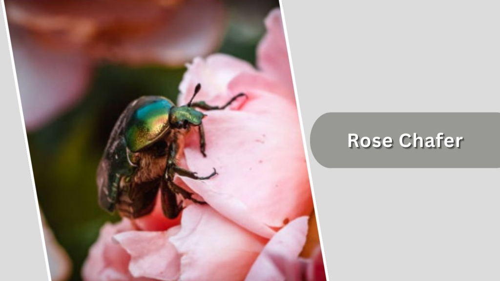 Rose Chafer