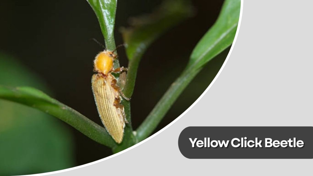 Yellow Click Beetle