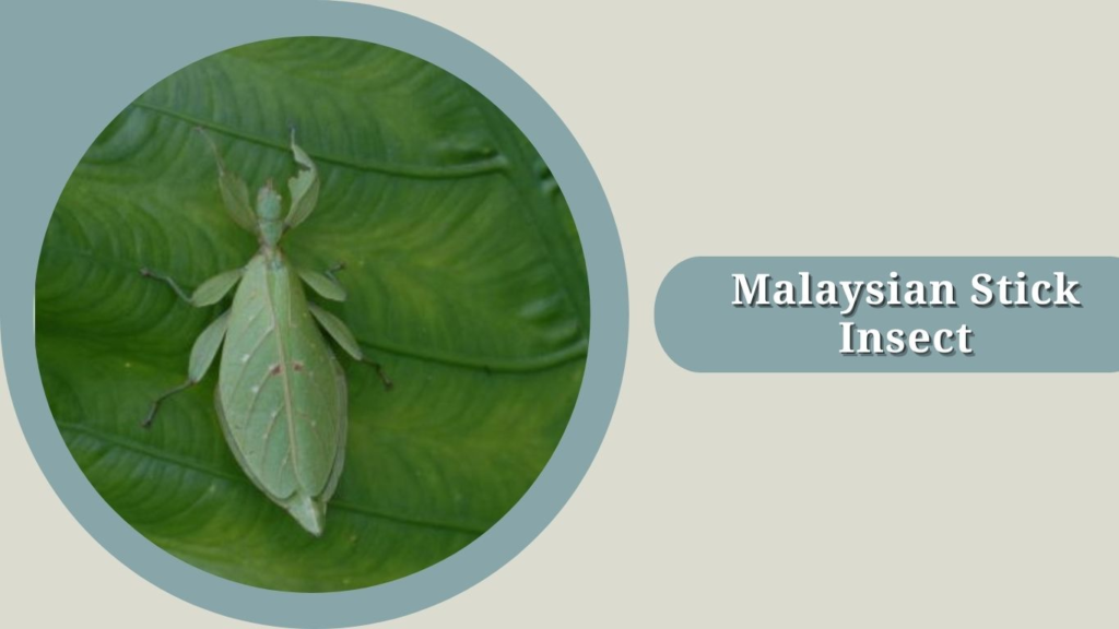 Malaysian Stick Insect