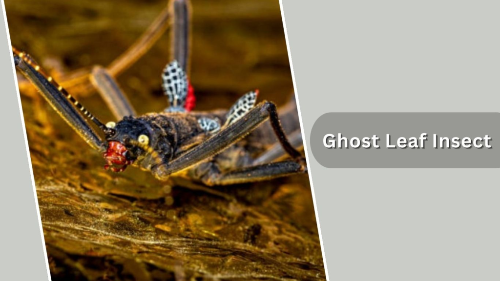 Ghost Leaf Insect