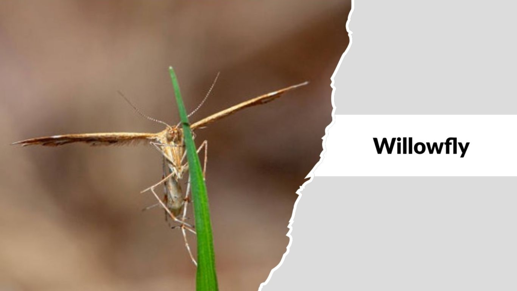 Willowfly
