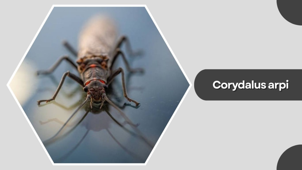 Corydalus arpi