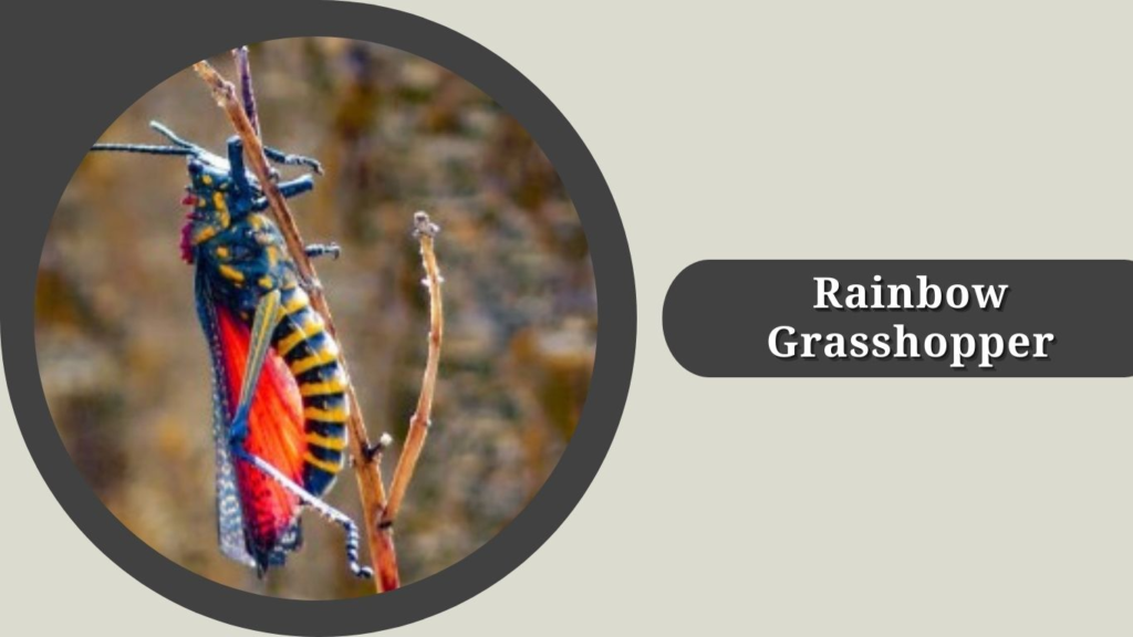 Rainbow Grasshopper