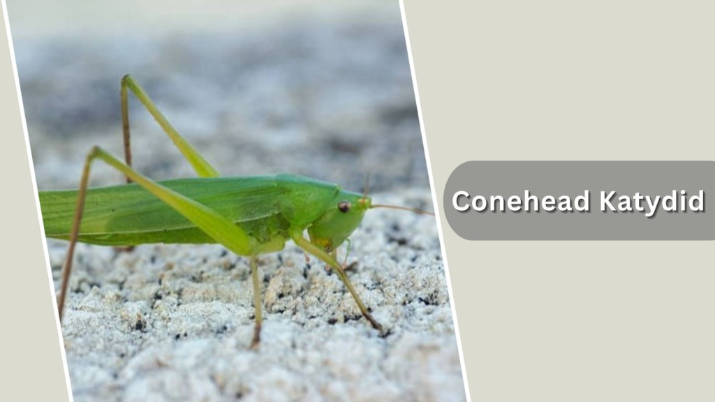 Conehead Katydid