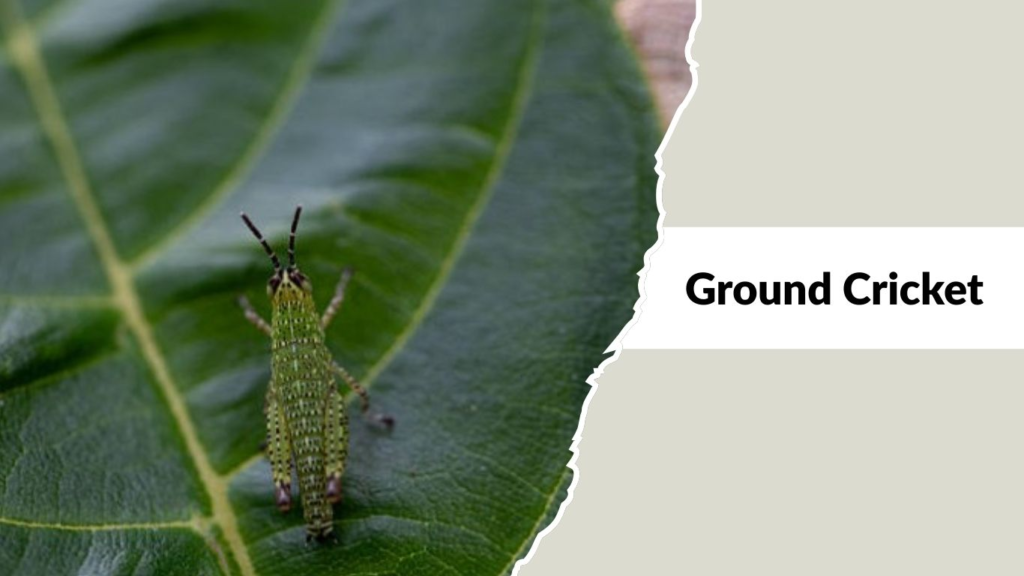 Ground Cricket