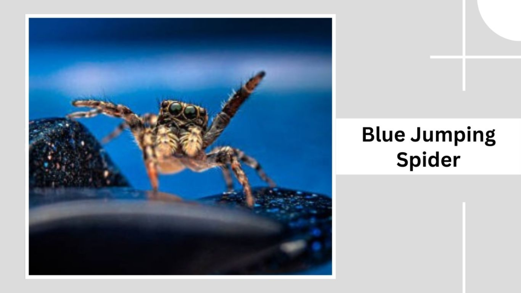 Blue Jumping Spider