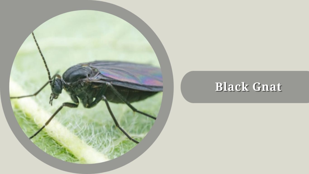 Black Gnat