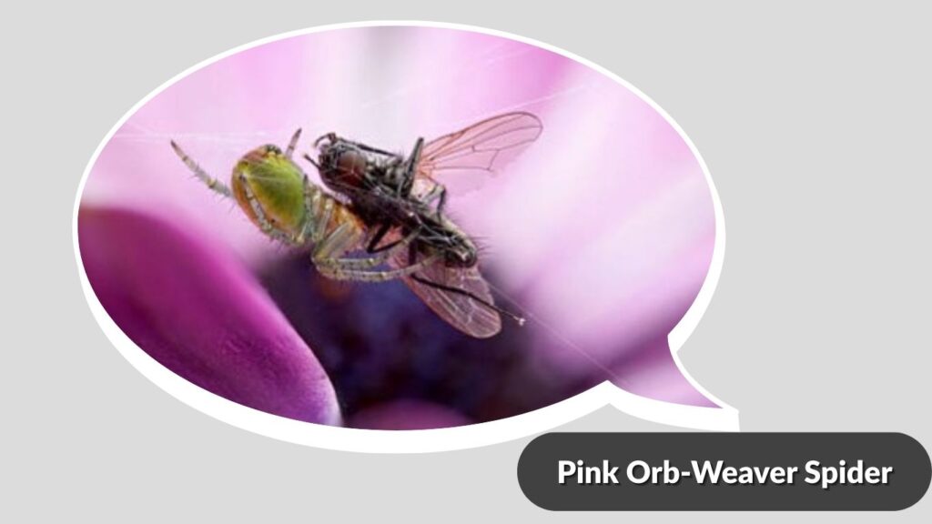 Pink Orb-Weaver Spider
