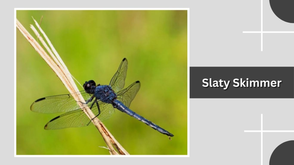 Slaty Skimmer