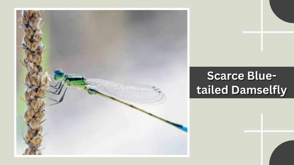 Scarce Blue-tailed Damselfly