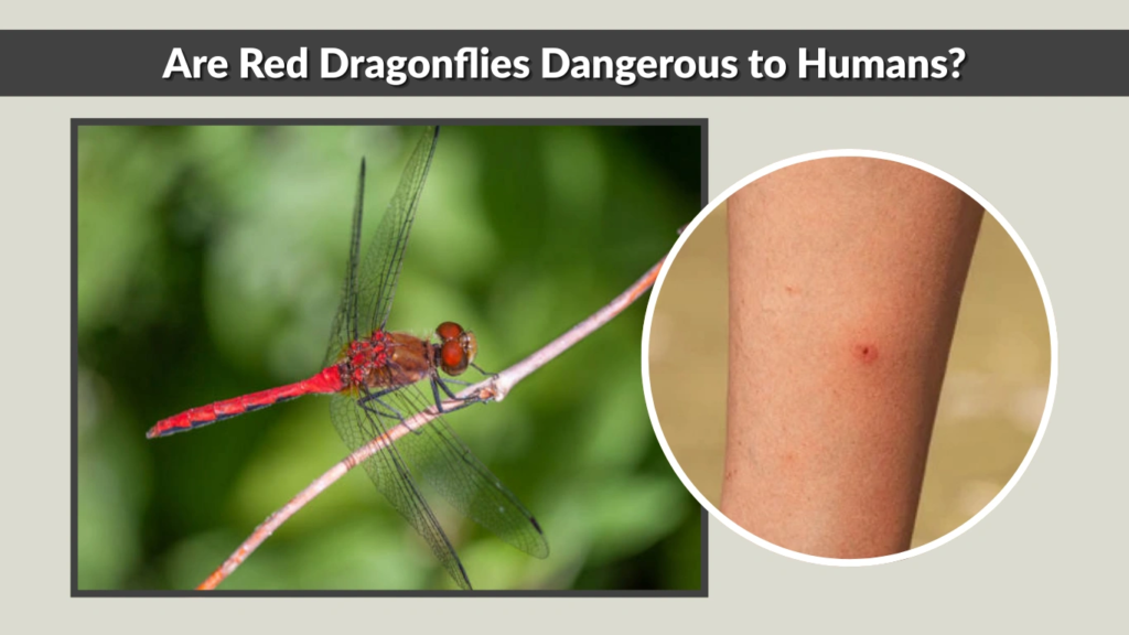 Are Red Dragonflies Dangerous to Humans