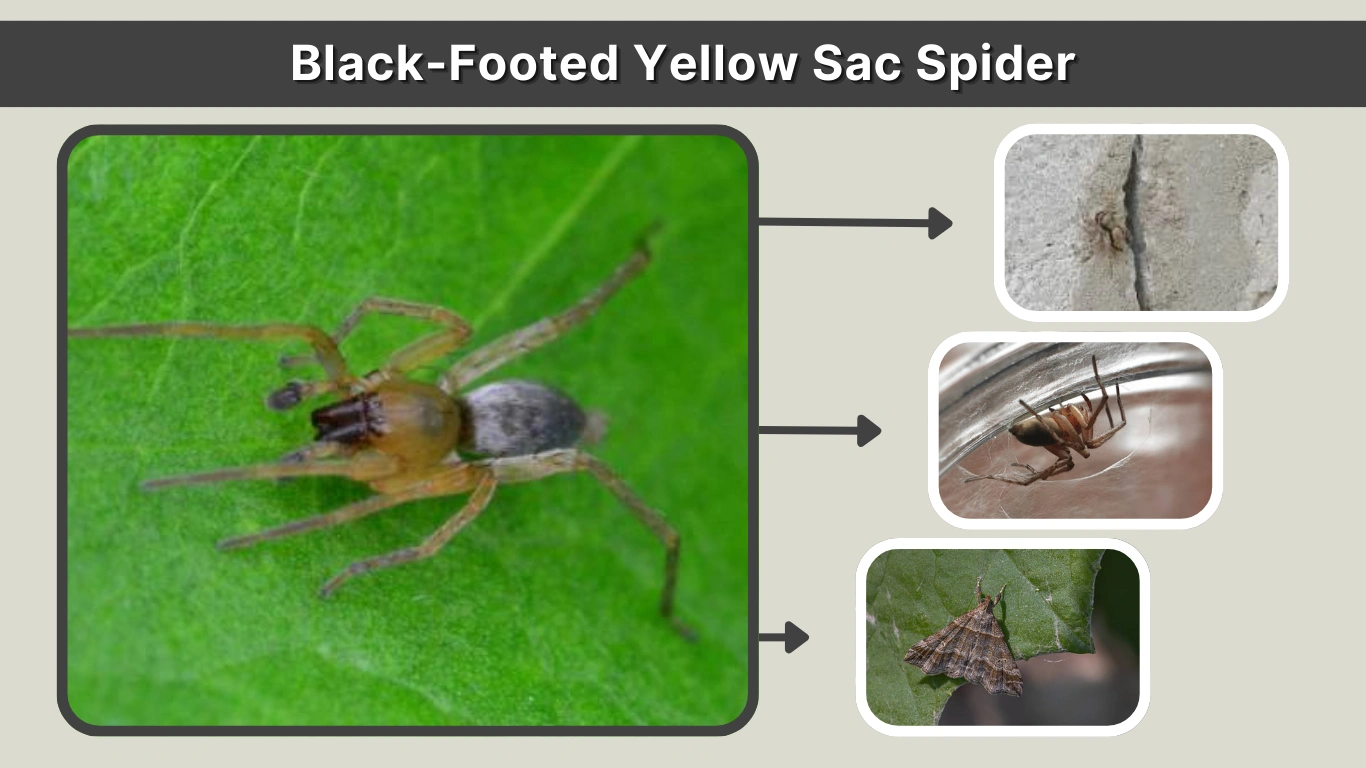 Black-Footed Yellow Sac Spider Identification, Habitat, and Behavior