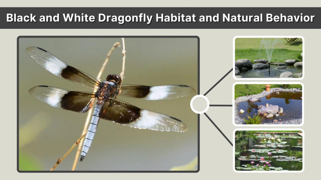 Black and White Dragonfly Habitat and Natural Behavior