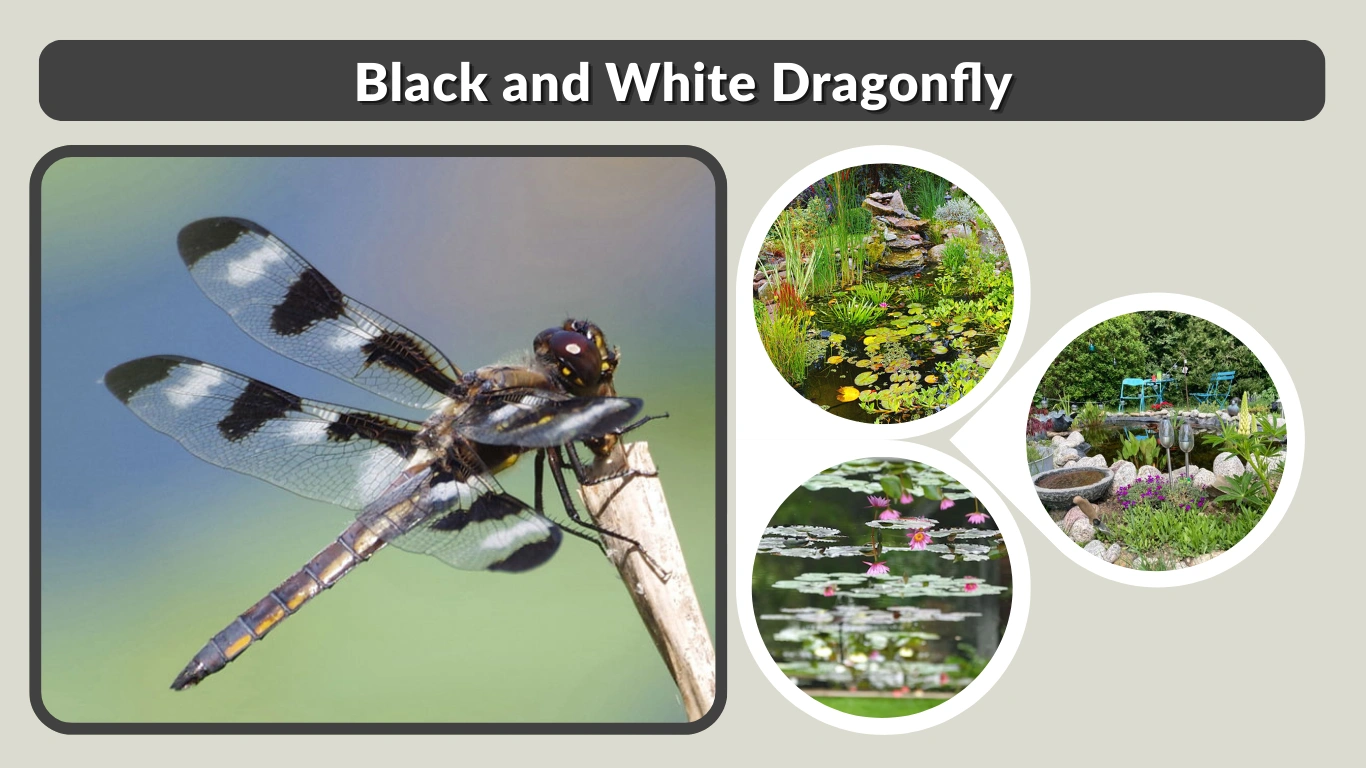 Black and White Dragonfly Identification and Symbolism