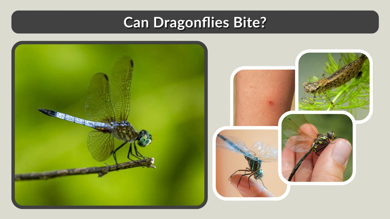 Can Dragonflies Bite Facts About Bites, Stings, and Real Danger