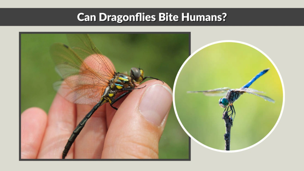 Can Dragonflies Bite Humans