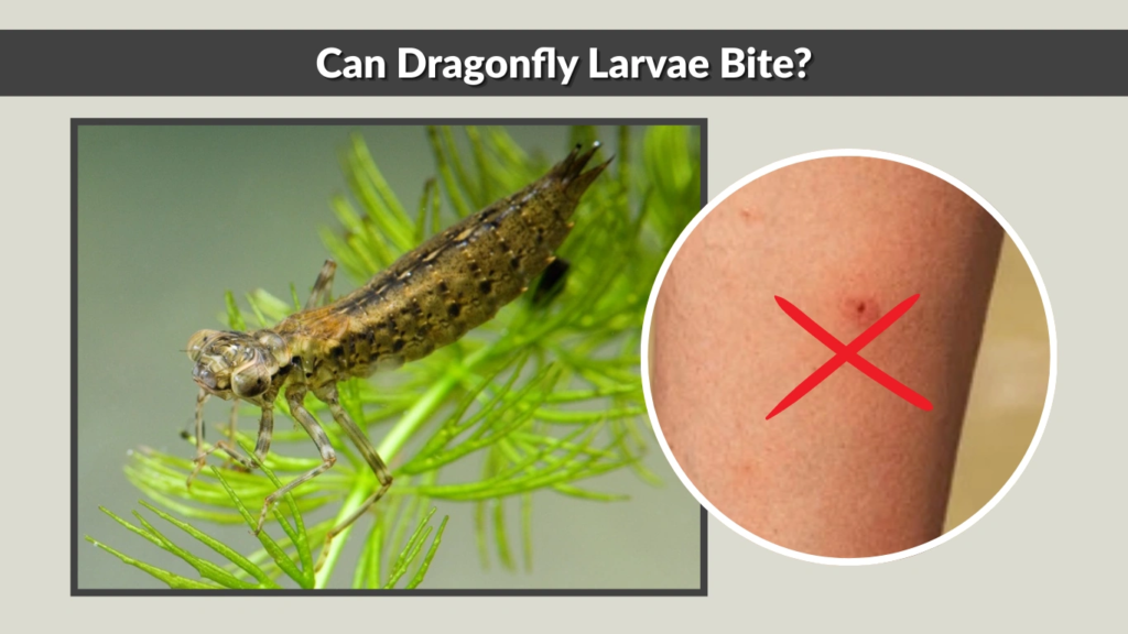 Can Dragonfly Larvae Bite