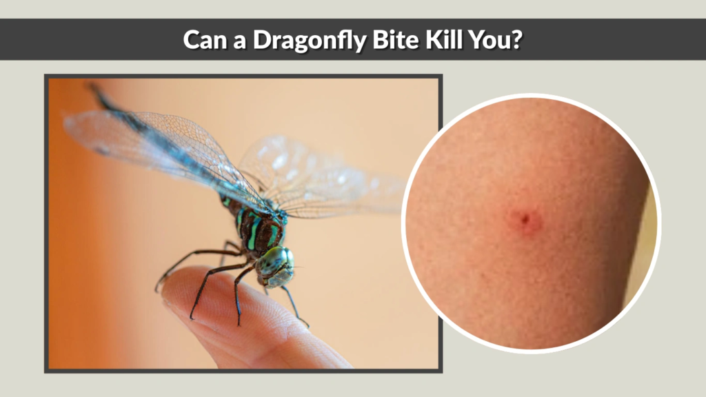 Can a Dragonfly Bite Kill You