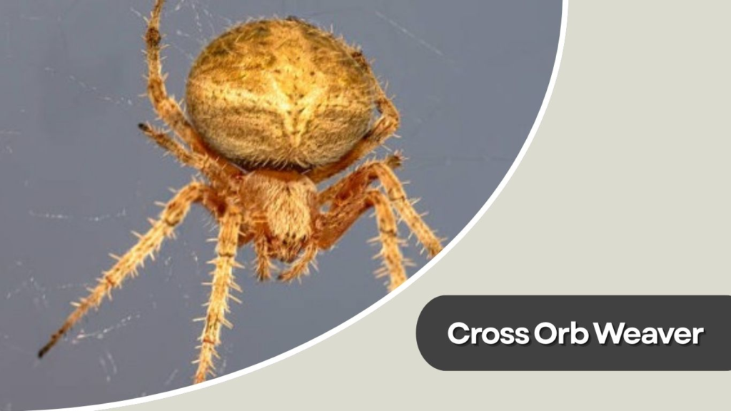 Cross Orb Weaver