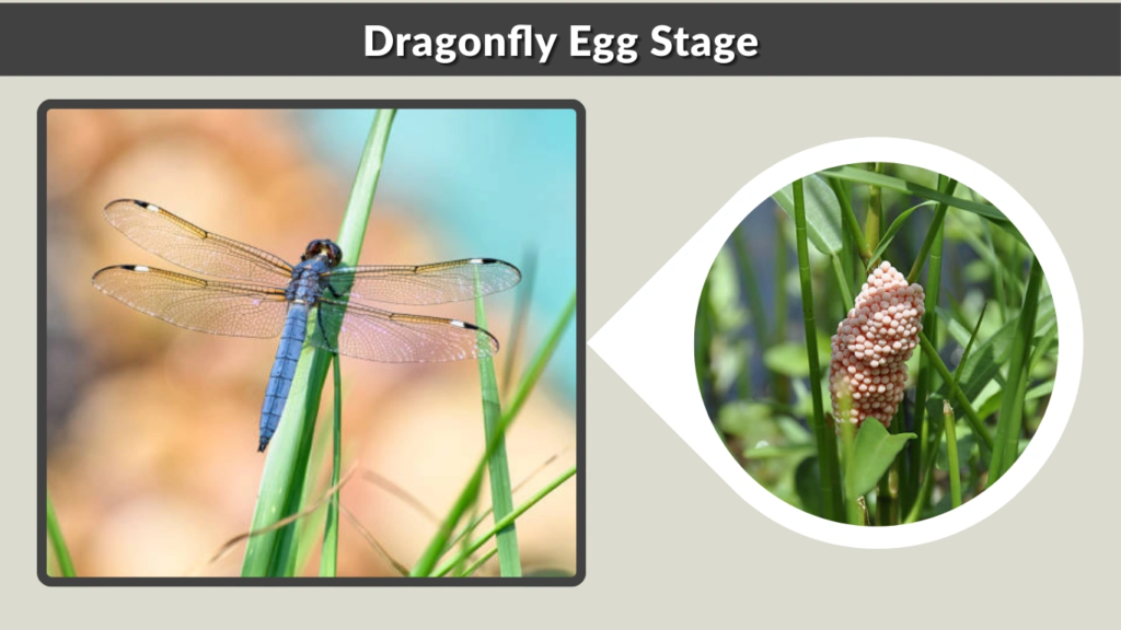 Dragonfly Egg Stage