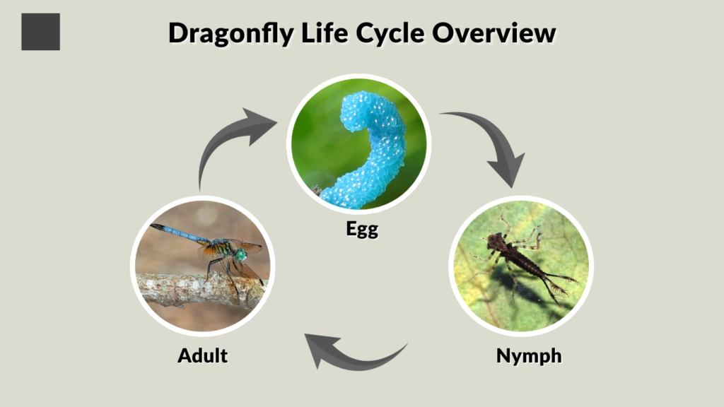 Dragonfly Life Cycle Overview