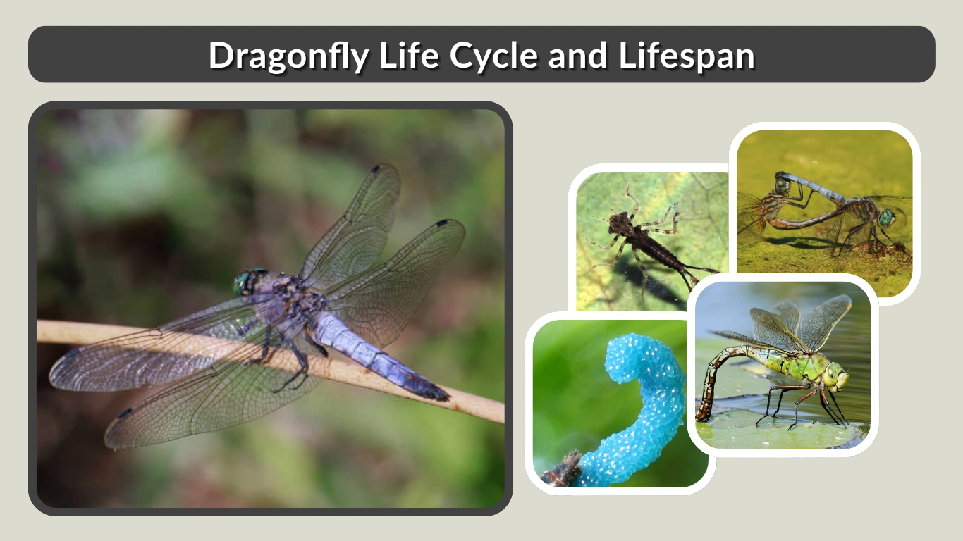 Dragonfly Life Cycle and Lifespan Stages, Duration, and Facts