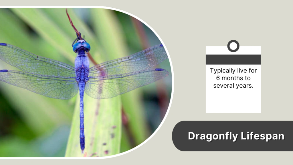 Dragonfly Lifespan