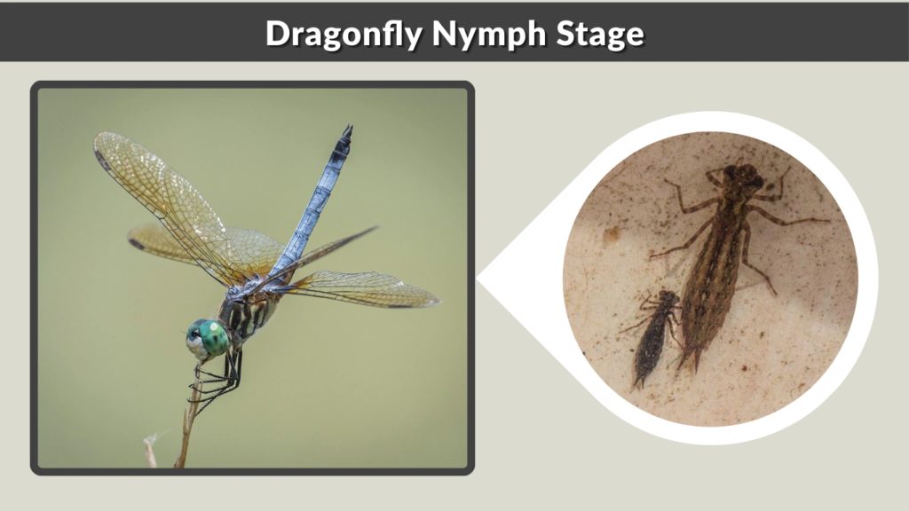 Dragonfly Nymph Stage