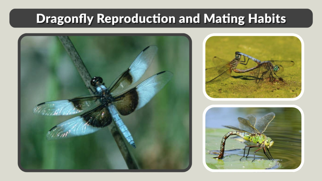 Dragonfly Reproduction and Mating Habits