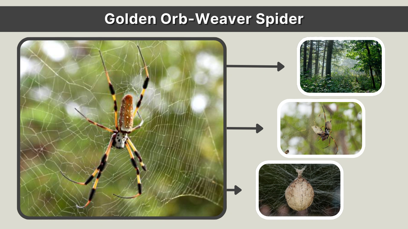 Golden Orb-Weaver Spider Size, Habitat & Identification