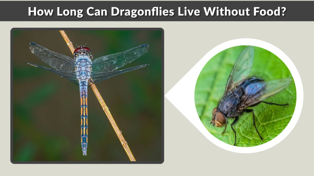 How Long Can Dragonflies Live Without Food