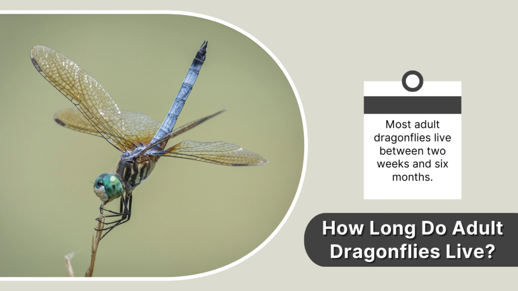 How Long Do Adult Dragonflies Live