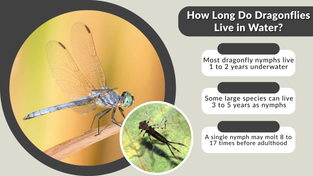 How Long Do Dragonflies Live in Water